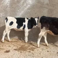 گوساله ماده جنس دار