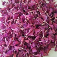 گل گاوزبان|گل و گیاه طبیعی|نیشابور, هفده شهریور|دیوار