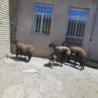 سه‌راس‌شیشک‌بره‌داره‌افشاری‌درجه‌یک