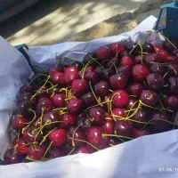 گیلاس تکدانه مشهد فقط کیلو ۲۰۰هزار