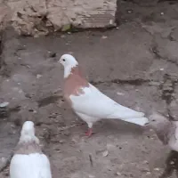 ۸کبوتر معاوضه با پرنده قفسی|پرنده|خرم‌آباد, |دیوار