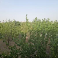 فروش خانه ویلایی ۵۰ متری روستای قاضی بالا|فروش خانه و ویلا|قم, کاسه گران|دیوار