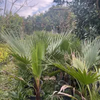 پالم واشنگتن و شمشاد توپی