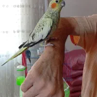 یک جفت عروس هلندی چلوندنی رام و دستی