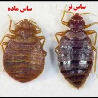 سمپاشی موریانه باتضمین کتبی سوسک ساس سم پاشی کک|خدمات نظافت|خمینی‌شهر, |دیوار