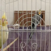 گرینچیک مولد