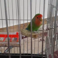 یه جفت طوطی،یه جفت مرغ عشق،یه جفت فنچ|پرنده|کوهدشت, |دیوار