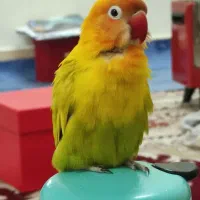 طوطی برزیلی گمشده