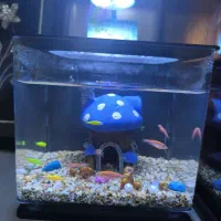 آکواریوم شرکتی