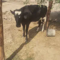 گوساله سیمینتال