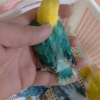 طوطی برزیلی پاربلو اوپلاین سرلاکی ۵ عدد