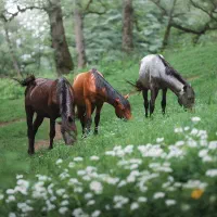 باغ و زمین پسته دارای اب داعم ابیک قزوین
