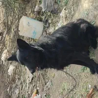 سگ ژرمن بلک