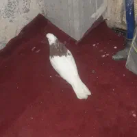 طوقی نرمست|پرنده|اهواز, زیباشهر|دیوار