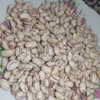 لوبیا چیتی امسال