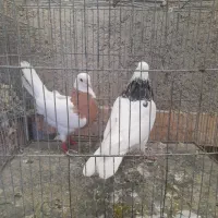 کفتر تیر|پرنده|رباط‌کریم, رباط‌کریم|دیوار