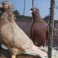 تعدادی کفتر پرشتی|پرنده|خرمآباد, |دیوار