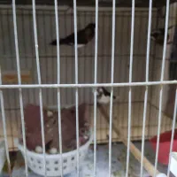 فنج بنگالی 30عدد|پرنده|پاکدشت, پاکدشت (مامازند)|دیوار