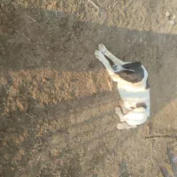 سگ گله|سگ|میان جلگه, |دیوار