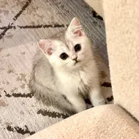 گربه عروسکی بریتیش وارداتی