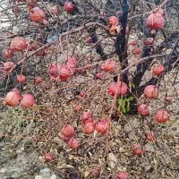 گوسفند .گاو