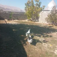 دوعددغازجوان معاوضه|حیوانات مزرعه|یاسوج, |دیوار