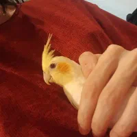 عروس هلندی لوتینو|پرنده|رشت, امین الضرب|دیوار