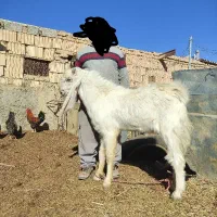 کل پاکستانی نژاد گلابی|حیوانات مزرعه|دامغان, |دیوار