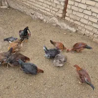 فروش مرغ محلی تخم گذار و خروس محلی|حیوانات مزرعه|شیراز, کیان آباد|دیوار