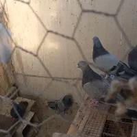 بوم کبوتر پر|پرنده|بروجن, |دیوار