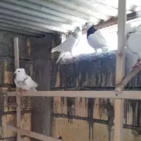 کبوتر طوقی درجه یک|پرنده|فردیس, شهرک ناز|دیوار