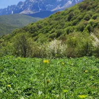 زمین ۵۰۰متری ییلاقی در دهکده زیبای ورپی)آلپ ایران(|فروش زمین و ملک کلنگی|پل سفید, |دیوار