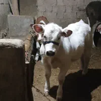 گوساله بِبجی