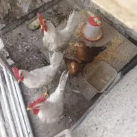 مرغ و خروس