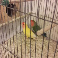 پرنده عروس هلندی و برزیلی