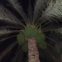 بریدن خوشه هر درختی و باغ انصبای