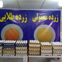 فروش تخم مرغ به قیمت عمده
