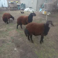 گوسفند نر|حیوانات مزرعه|صوفیان, |دیوار