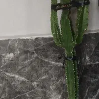 گل و کاکتوس اپارتمانی