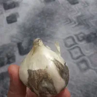 فروش موسیر
