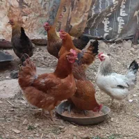 مرغ تخمگذار