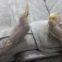 عروس هلندی دستی|پرنده|اهواز, فاز ۱ پادادشهر|دیوار
