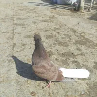 دم سفید اشعل نر|پرنده|امیدیه, |دیوار