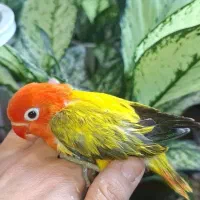 طوطی برزیلی سرلاکی خاص