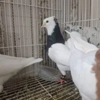 یک جفت نر و ماده طوقی با جوجه
