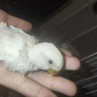 طوطی کوتوله سرلاکی
