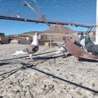 نر پرشی|پرنده|سربیشه, |دیوار