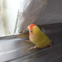 طوطی