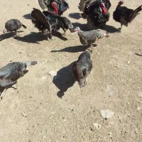 بوقلمو ماده
