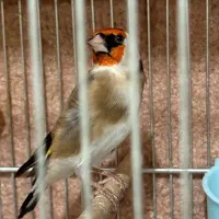 سهره چهارگل زنجیری جفتی کت بازکن